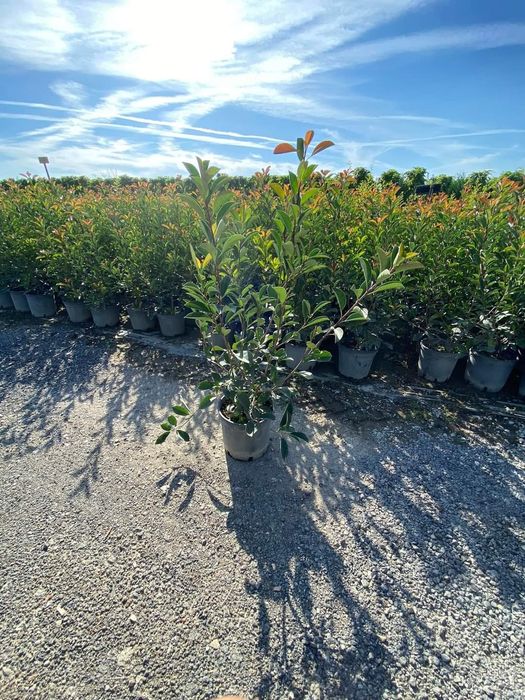 Tei platan stejar rosu