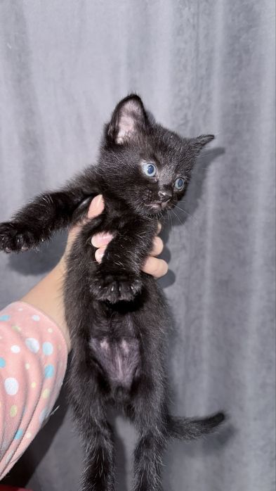 Котята Scottish Straight