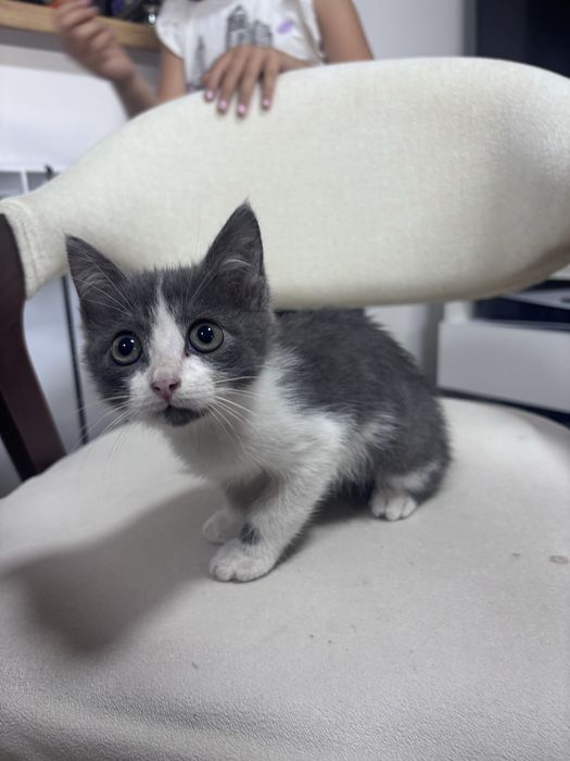 Котенок мальчик.