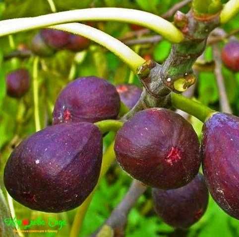 Йирик анжир кучатлари.Крупные  саженцы  инжира.