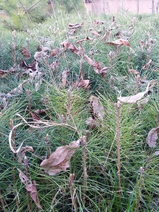 Qirim archa manzarali