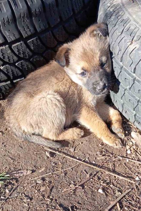 Подарявам кученца