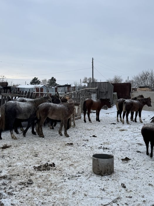 Продаются жеребята