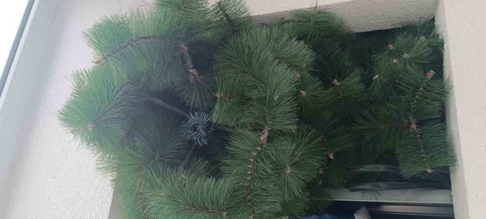 Brad înălțime 1.80 cu creanga stil PIN !