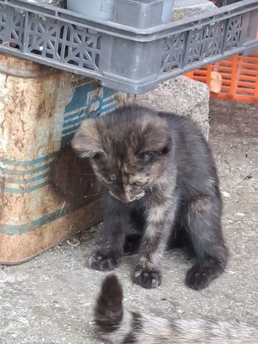 Подарявам котенце на 2 мес.
