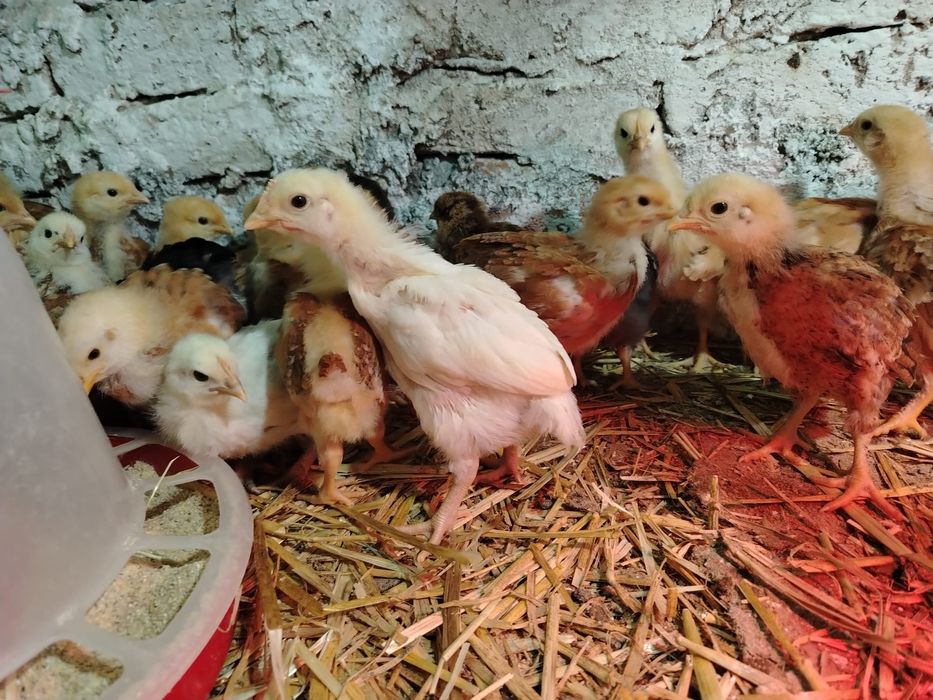 Vând 48 de pui de 5 saptamani