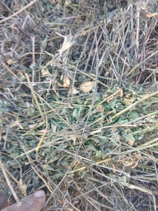 Baloți de lucernă și fân!