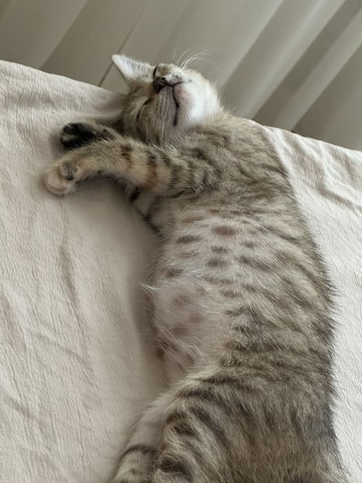 Котёнок-девочка в добрые руки бесплатно