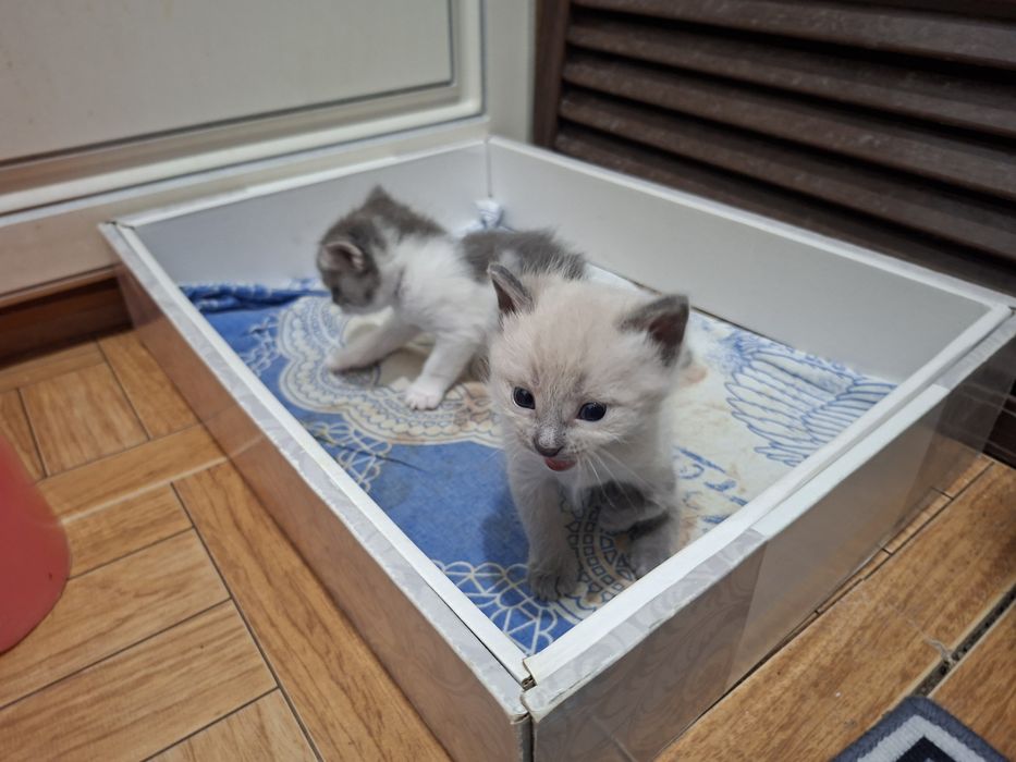 Отдадим котят в добрые руки