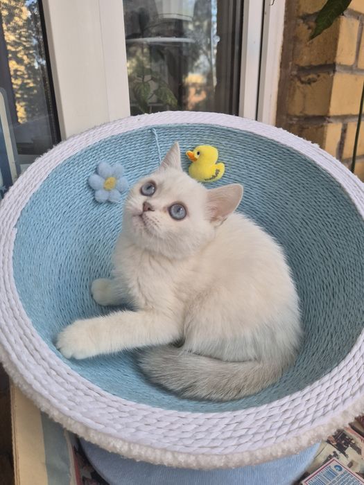 Британский шикарный  котенок