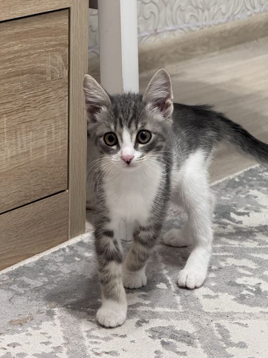 маленький котенок