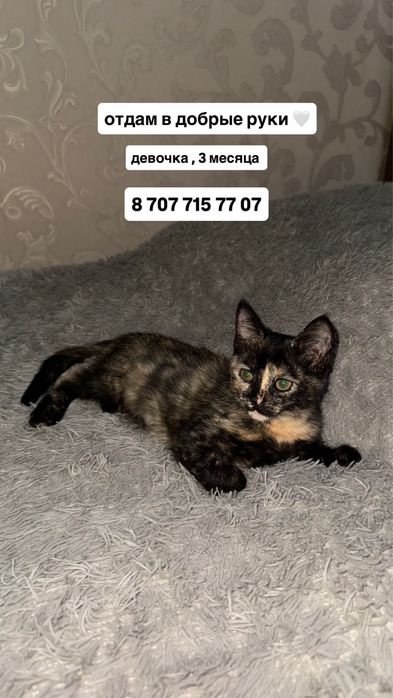 девочка в добрые руки