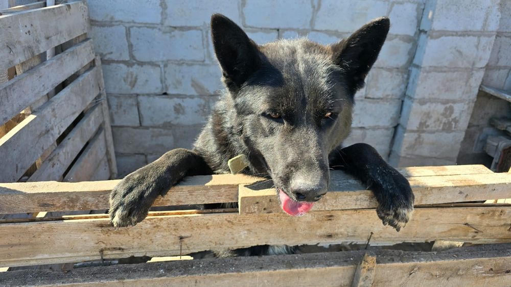 Отдам в хорошие руки