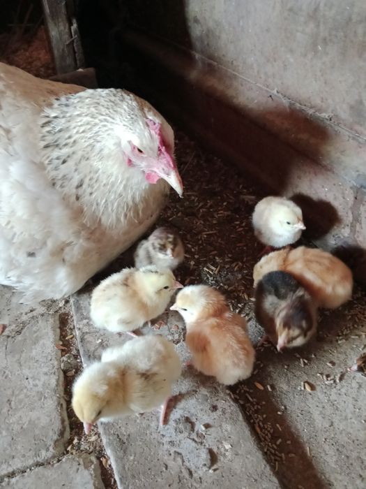 Продам клушку с цыплятами.