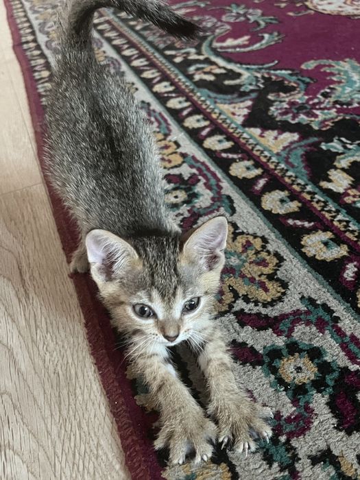 Отдам котят в хороший руку