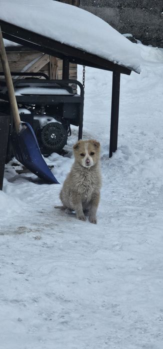 Отдадим в хорошие руки