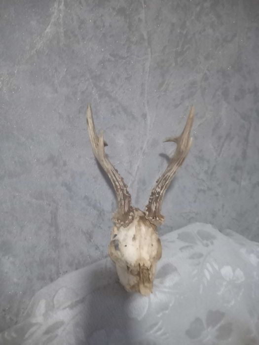 Череп с рога от сръндак