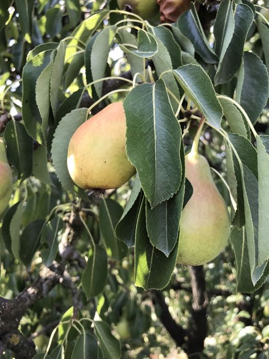 Tucur par , pomi altoiti anul 2 vigurosi