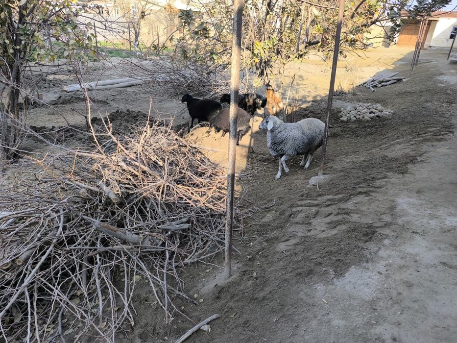 Бара казоки сотилади