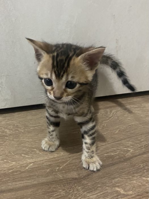 Бенгалски котенца
