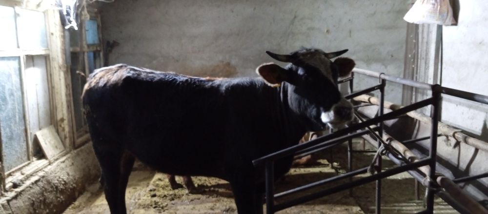 Сатылады 2 бука 1 сыир