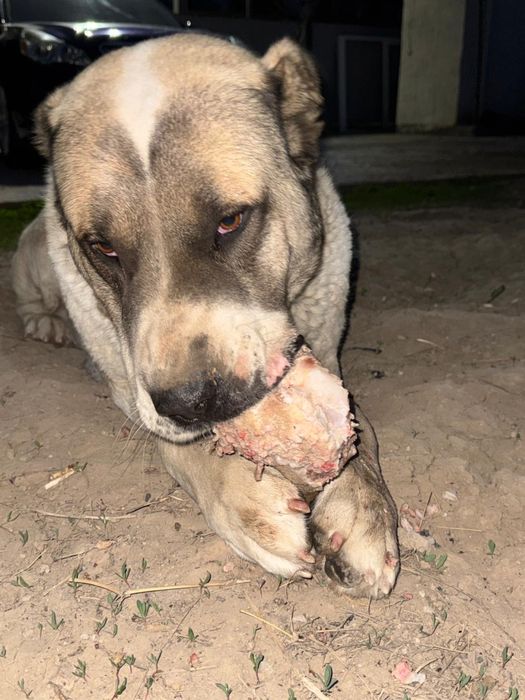 Алабай бесплатно