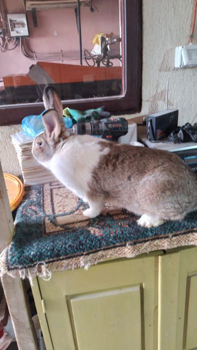 Vand iepuri hycole francez