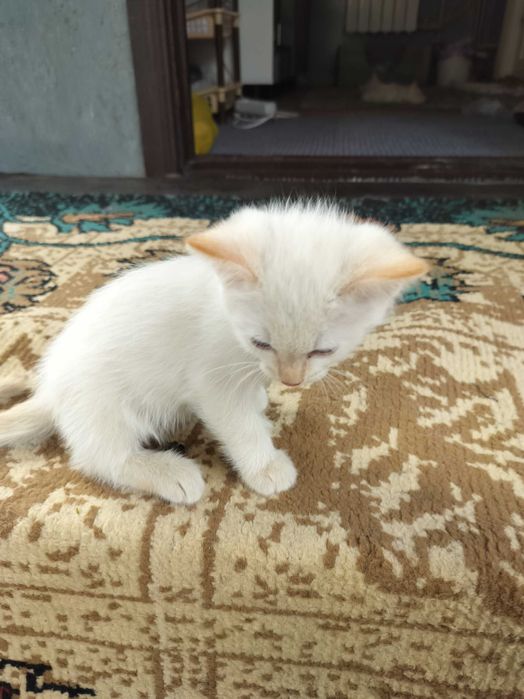 Бесплатно отдам котят