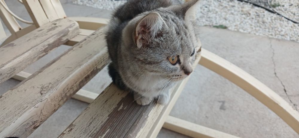 Кімнің мысығы жоғалды?
