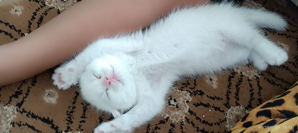 Xotin soqol olayotgan mushuk surati