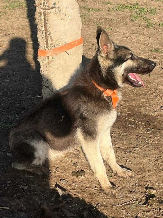 Немецкий овчарка