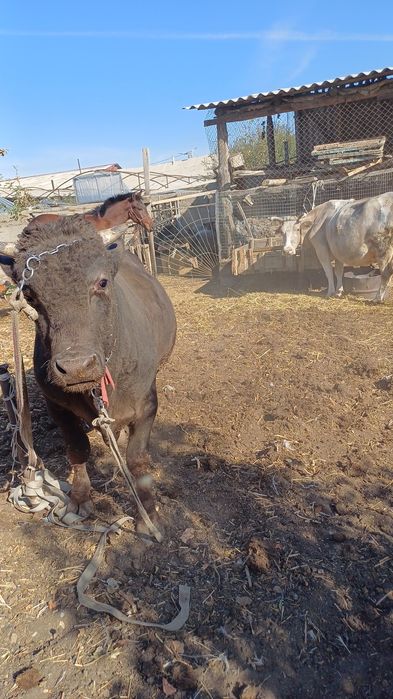 Бордакы буха ,2жас,950 мынг