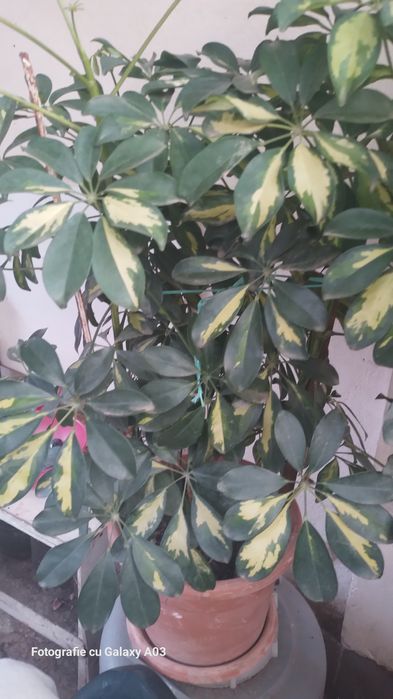 Schefflera arboricola sau arborele umbrela