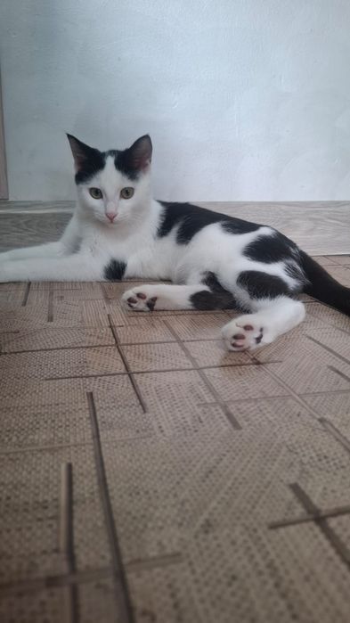 Котёнок мальчик даром
