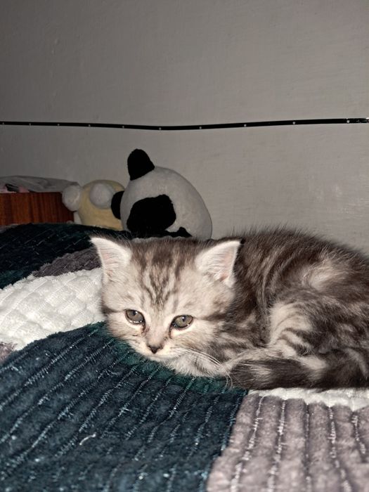 котёнок, скоттиш страйт