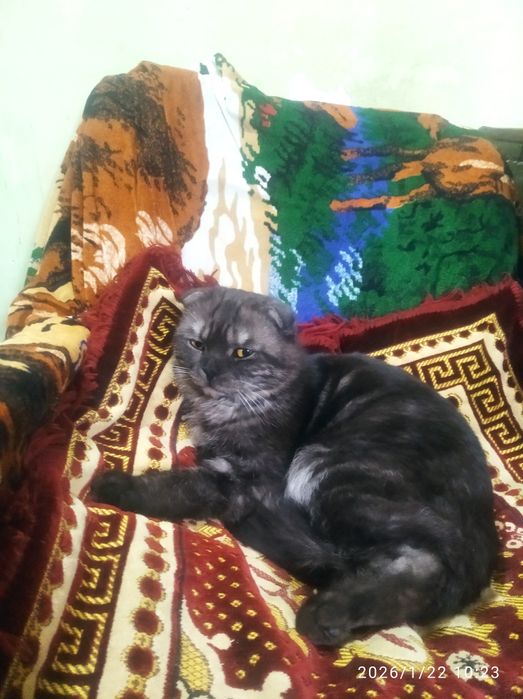 Шотлански виславухи 1 годик