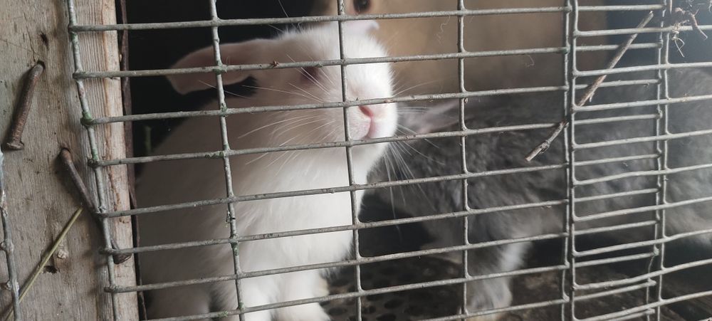 Продам кроликов крупных