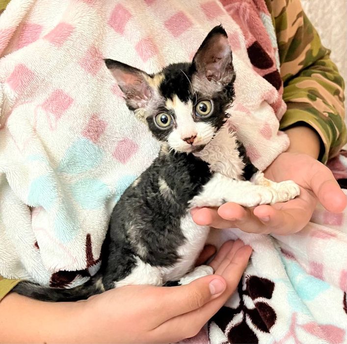 Котята, сфинкс канадский и браш банбино