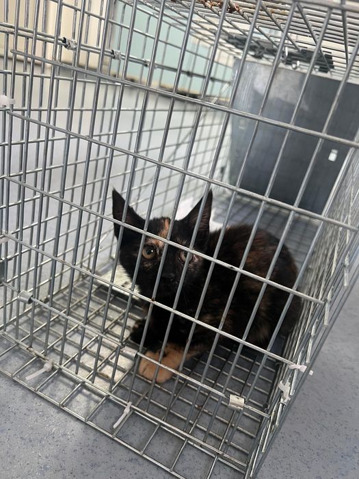 Donez pisica pentru adoptie (femela, 3 luni)