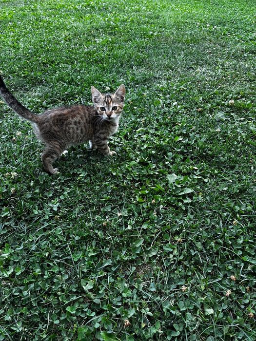 Oferim spre adopție pui de pisica cu varsta de 10 săptămâni!