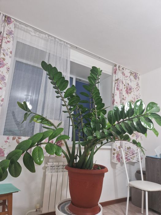 Замиакулькас (доллоровое дерево)