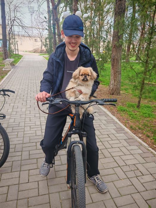 Продам пекинесса(мальчик)7 месяцев