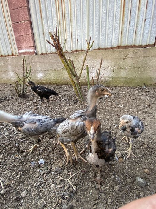 Продам цыплят дакан