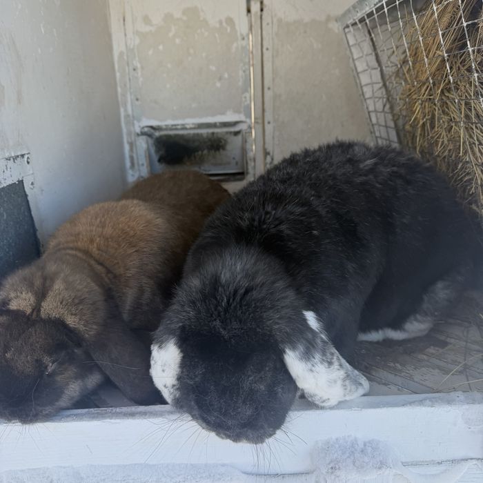 Кролики французский баран