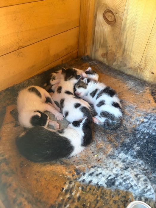 Котенца родени на Гергьовден