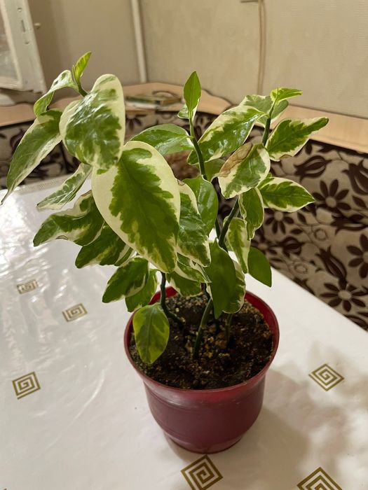 Цветы комнатные продаются