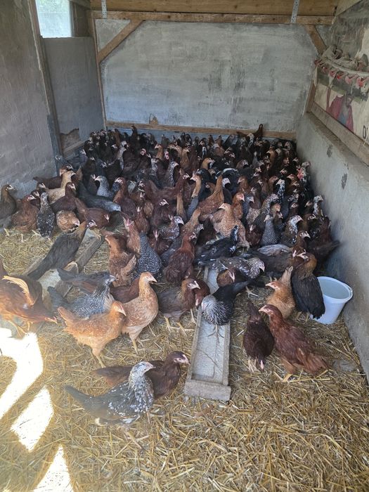 Puicuțe ouătoare mai multe culori și Găini Carne