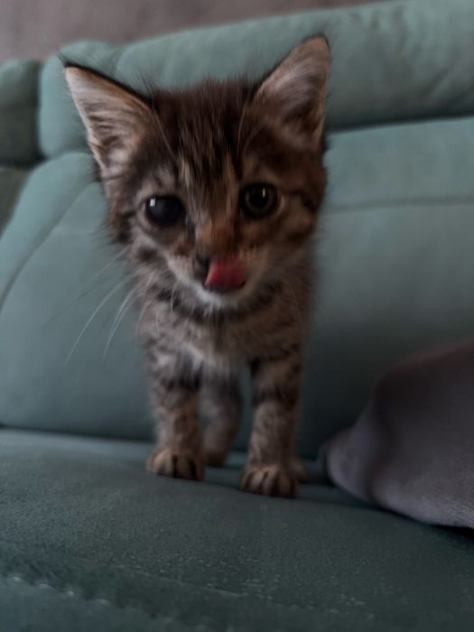 Котенок пиратка