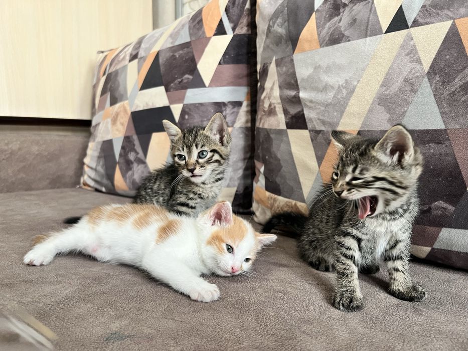 отдам котят бесплатно