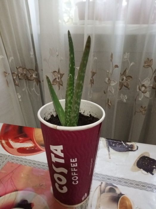 Продам комнатные растения алоэ